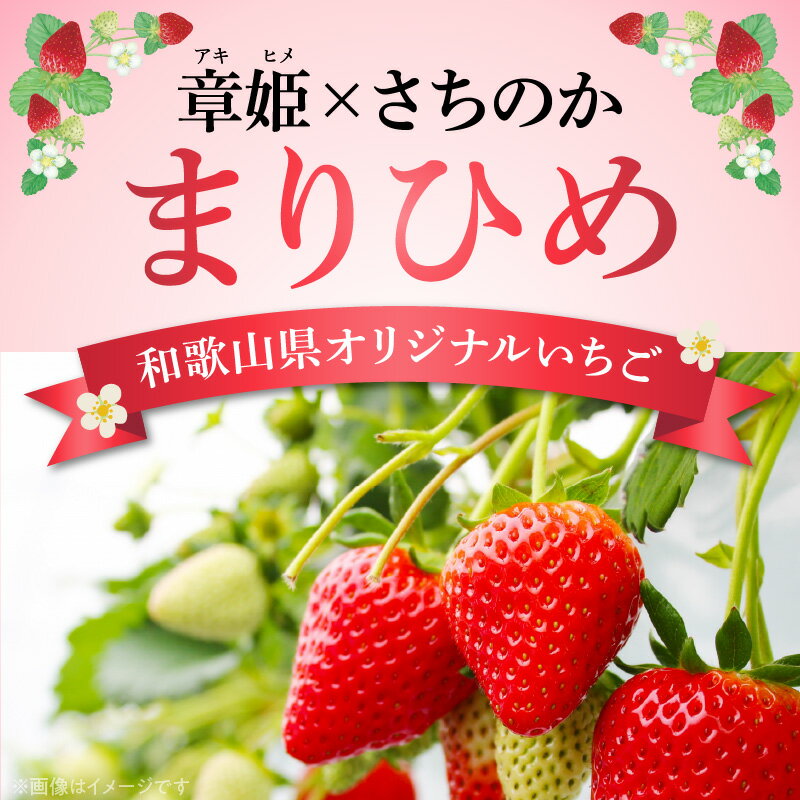 【ふるさと納税】【2026年先行予約】高評価★4.67 朝摘み 完熟 まりひめ いちご 選べる 容量 約600g 約1200g 章姫 さちのか 交配 和歌山県オリジナル 品種 芳醇 香り みずみずしい 濃厚 甘み 農家直送 フルーツ 果物 お取り寄せ お取り寄せフルーツ 和歌山県 湯浅町 送料無料 サムネイル3