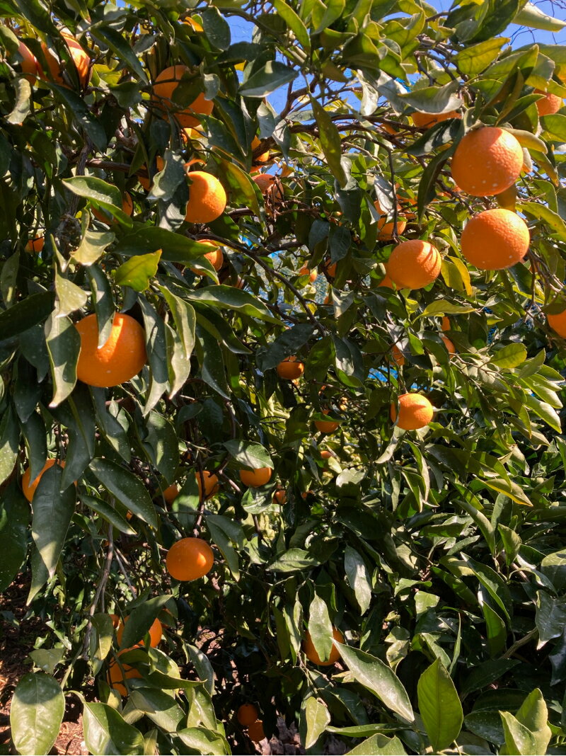 【ふるさと納税】【限定】 清見オレンジ 約 10kg 秀品 高級 厳選 大きい 果実 さっぱり 甘み みずみずしい 香り ジューシー 爽やか 丁寧 箱詰め 贈り物 ギフト 贈答 清見 オレンジ 有田 みかん 果物 フルーツ デザート 食品 お取り寄せ 和歌山県 湯浅町 送料無料 サムネイル2