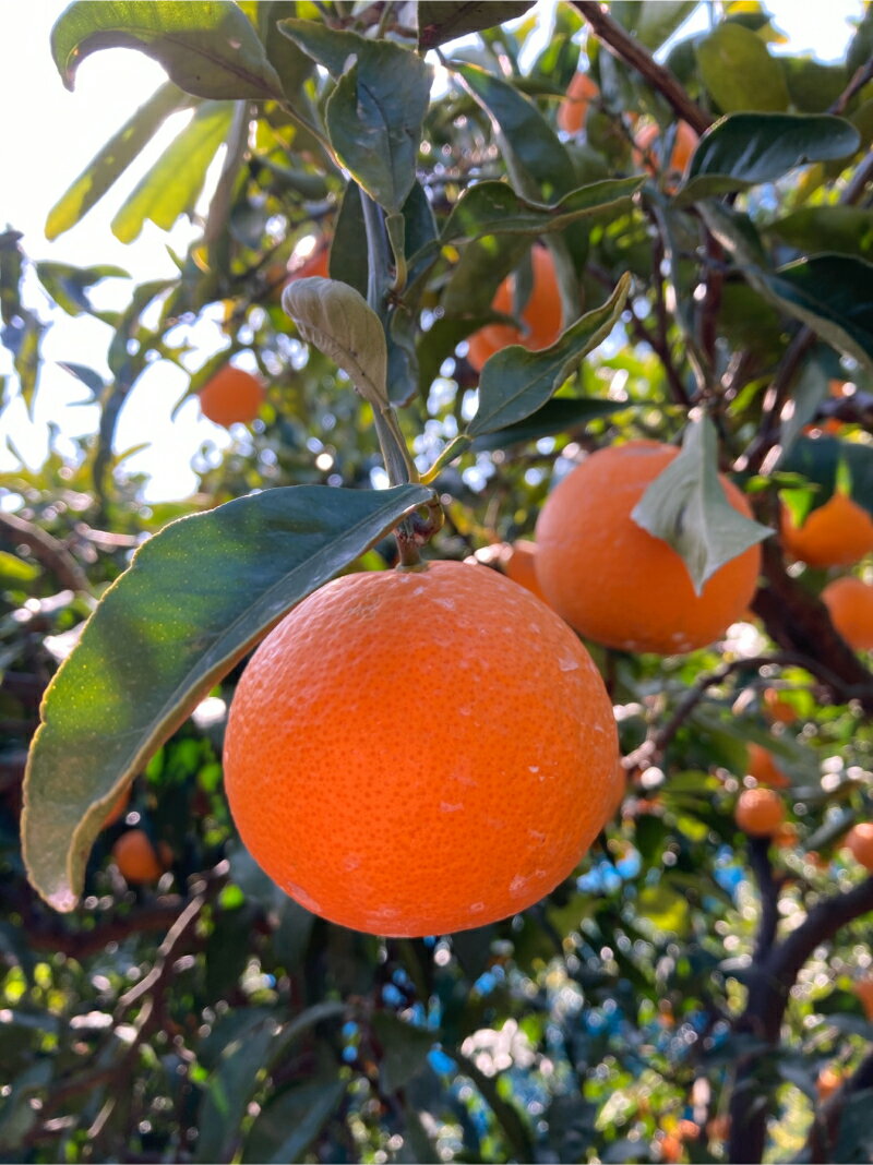 【ふるさと納税】【限定】 清見オレンジ 約 10kg 秀品 高級 厳選 大きい 果実 さっぱり 甘み みずみずしい 香り ジューシー 爽やか 丁寧 箱詰め 贈り物 ギフト 贈答 清見 オレンジ 有田 みかん 果物 フルーツ デザート 食品 お取り寄せ 和歌山県 湯浅町 送料無料 サムネイル3