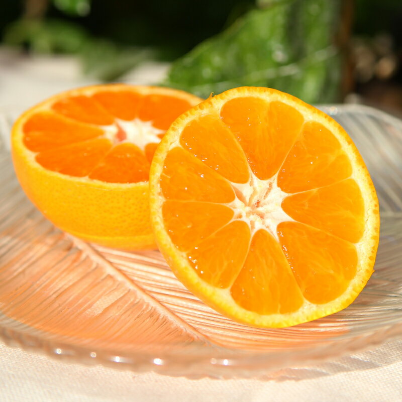 【ふるさと納税】【限定】高級有田みかん(青秀) 10kg サムネイル3