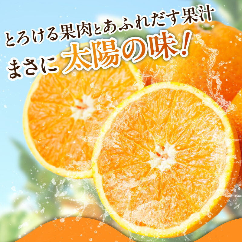 【ふるさと納税】 清見オレンジ 約 8kg 春みかん 果実サイズ おまかせ トロける 果肉 ジューシー 果汁 みかん 果物 果実 柑橘 フルーツ お取り寄せ 産地直送 紀伊国屋文左衛門本舗 日時指定不可 和歌山県 湯浅町 送料無料 - 画像2