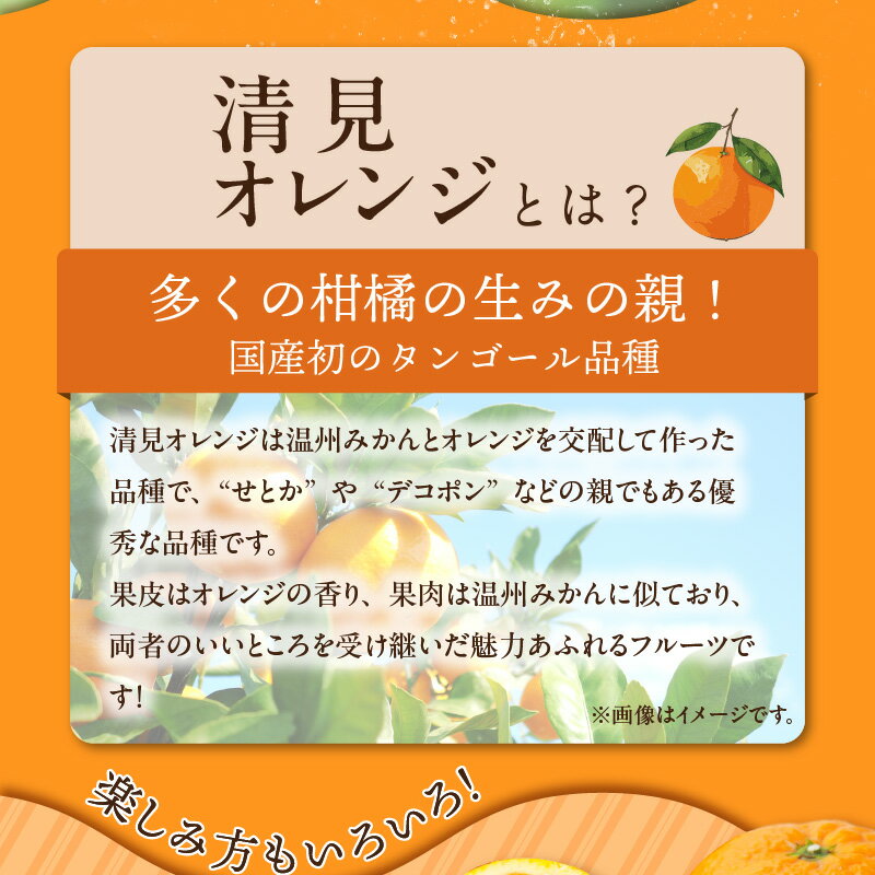 【ふるさと納税】 清見オレンジ 約 8kg 春みかん 果実サイズ おまかせ トロける 果肉 ジューシー 果汁 みかん 果物 果実 柑橘 フルーツ お取り寄せ 産地直送 紀伊国屋文左衛門本舗 日時指定不可 和歌山県 湯浅町 送料無料 - 画像3
