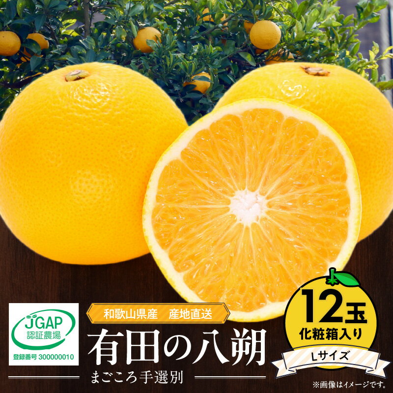 【限定】【2026年先行予約】 和歌山県産 有田の 八朔 (はっさく) 化粧箱入り Lサイズ 12個入り【まごころ手選別】【はっさく ハッサク 八朔 和歌山産 ギフト 贈答】