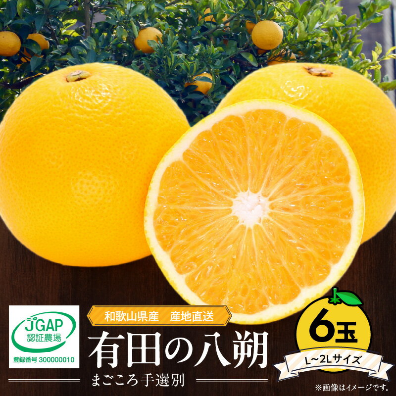【限定】【2026年先行予約】 和歌山県産 有田の 八朔 (はっさく) 6玉 L～2Lサイズ【まごころ手選別】【はっさく ハッサク 八朔 和歌山産】