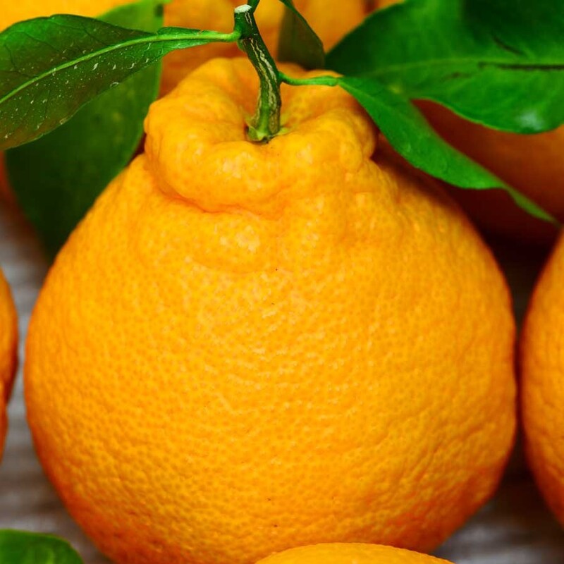 【ふるさと納税】【限定】【2026年先行予約】 訳あり 不知火 選べる 容量 2kg 4kg サイズ 混合 オレンジ みかん 柑橘 果物 ジューシー ぷりぷり 果肉 果汁 果実 フルーツ ビタミン 上品 甘味 濃厚 酸味 産地直送 国産 家庭用 お取り寄せフルーツ 和歌山県 湯浅町 送料無料 サムネイル3