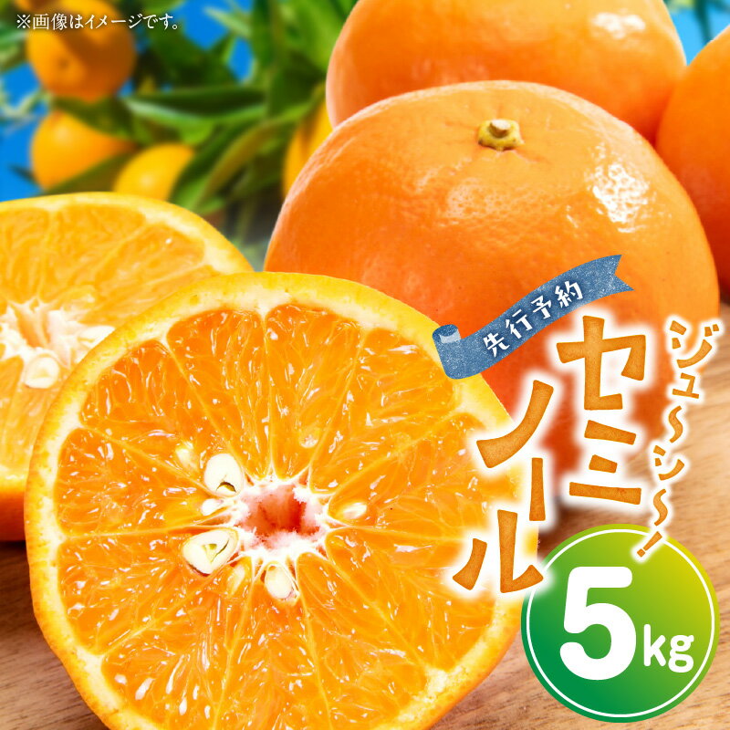 【限定】【2026年先行予約】とってもジューシー！ セミノール 5kg【ミカン 蜜柑 春みかん 柑橘 オレンジ】