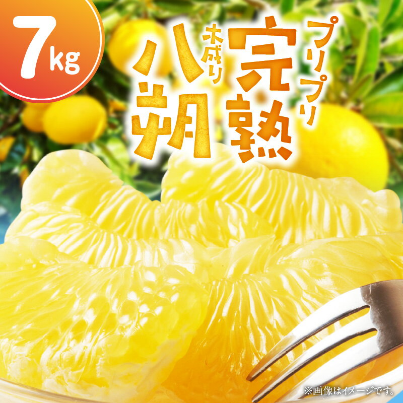 【2026年先行予約】【限定】 完熟！木成り 八朔 7kg【はっさく ハッサク 八朔 さつき 和歌山産】