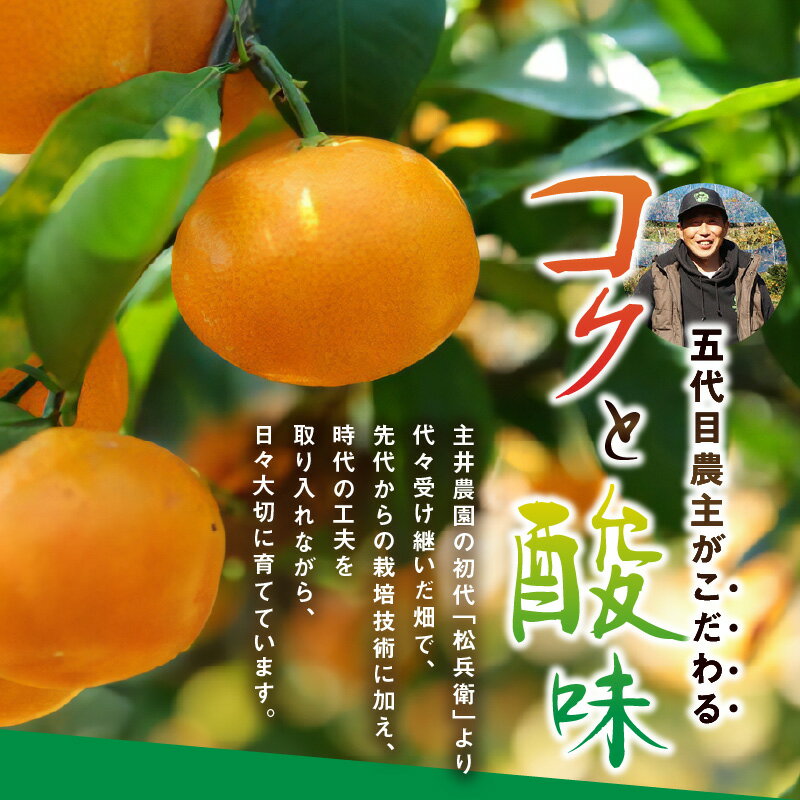 【ふるさと納税】松兵衛みかんご家庭用定期便 【3回定期便】 サムネイル3