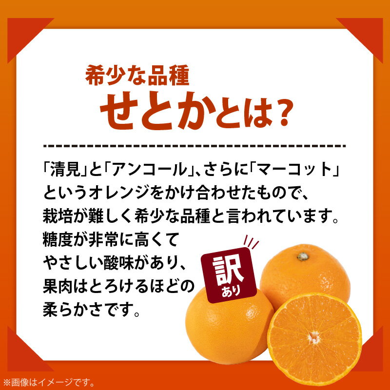 【ふるさと納税】【2026年先行予約】【限定】 柑橘の王様 和歌山有田の濃厚せとか 【訳あり 家庭用】 4～5kg【ミカン 蜜柑 春みかん 柑橘】 サムネイル3