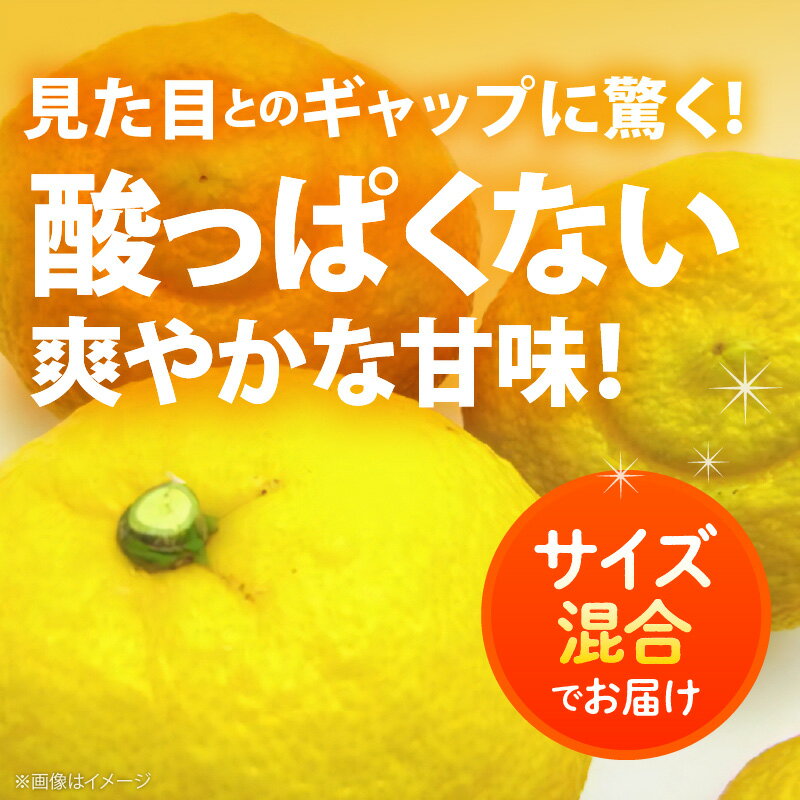 【ふるさと納税】【限定】 【2026年先行予約】【人気柑橘】有田育ちの はるか みかん 【訳あり 家庭用】 選べる 内容量 1.1kg ～10kg (サイズ混合)【ミカン 蜜柑 春みかん 柑橘 和歌山 有田 日向夏】 サムネイル2
