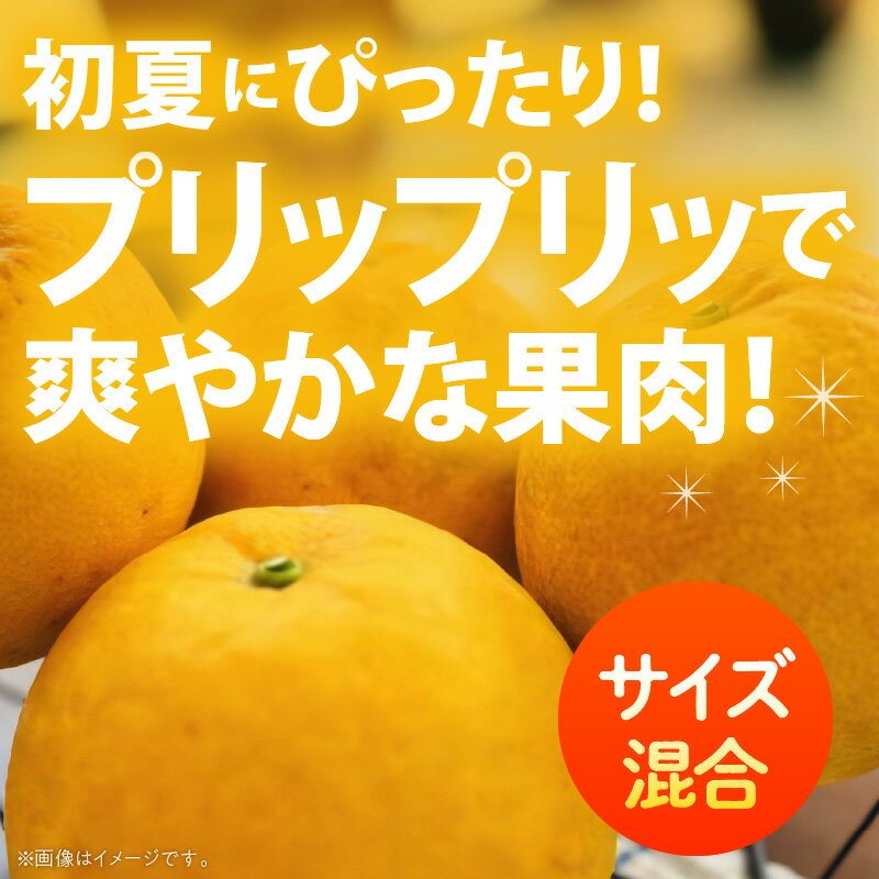 【ふるさと納税】【2026年先行予約】有田育ちの 河内晩柑 【訳あり 家庭用】3.5~7.5kg 選べる内容量 (サイズ混合)【ミカン 蜜柑 灘オレンジ サウスオレンジ 柑橘 フルーツ 和歌山 有田】 サムネイル2