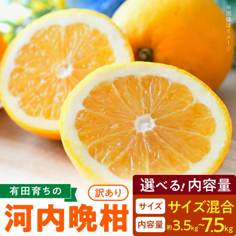 【2026年先行予約】有田育ちの 河内晩柑 【訳あり 家庭用】3.5~7.5kg 選べる内容量 (サイズ混合)【ミカン 蜜柑 灘オレンジ サウスオレンジ 柑橘 フルーツ 和歌山 有田】