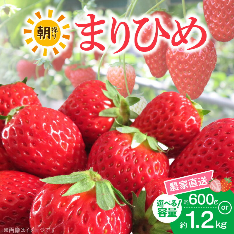 【2026年先行予約】高評価★4.67 朝摘み 完熟 まりひめ いちご 選べる 容量 約600g 約1200g 章姫 さちのか 交配 和歌山県オリジナル 品種 芳醇 香り みずみずしい 濃厚 甘み 農家直送 フルーツ 果物 お取り寄せ お取り寄せフルーツ 和歌山県 湯浅町 送料無料