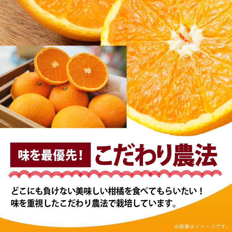 【ふるさと納税】和歌山 有田産 清見オレンジ 青秀品 選べる 内容量 3kg ～ 10kg M L 2L サイズ いずれか 和歌山県 有田地方 温暖 柑橘類 栽培 適した地域 春 みかん 代表的 品種 甘み 酸味 バランス みずみずしい オレンジ 柑橘 フルーツ 果物 お取り寄せ サムネイル3