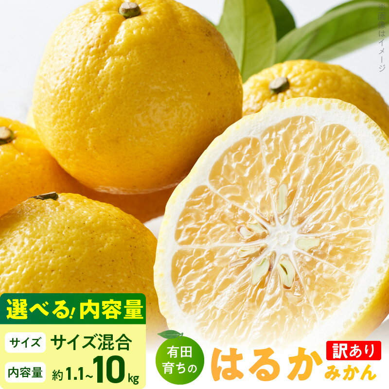 【限定】 【2026年先行予約】【人気柑橘】有田育ちの はるか みかん 【訳あり 家庭用】 選べる 内容量 1.1kg ～10kg (サイズ混合)【ミカン 蜜柑 春みかん 柑橘 和歌山 有田 日向夏】