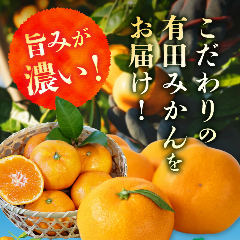 【ふるさと納税】【限定】 2025年先行予約 有田みかん 約9kg 混合 サイズ 早生 中生 晩生 甘み 濃い 旨み 味わい こだわり 有田 みかん 柑橘 果物 果実 フルーツ 産地直送 お取り寄せ グルメ お取り寄せグルメ 和歌山県 湯浅町 送料無料 サムネイル3