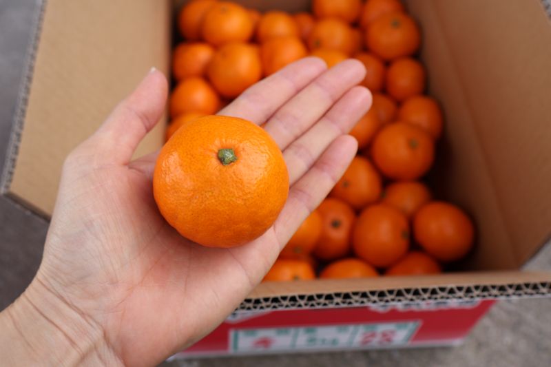 【ふるさと納税】有田みかん 2S サイズ 選べる 内容量 2kg ～ 10kg 秀品 小玉 早生みかん 晩生みかん 有田 みかん 温州みかん フルーツ 果物 果実 柑橘 甘い コク やみつき 国産 食品 食べ物 農家直送 お取り寄せ 和歌山県 湯浅町 平武農園 送料無料 サムネイル3