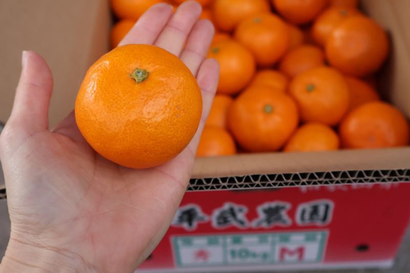 【ふるさと納税】【平武農園より農家直送！】 有田みかん Mサイズ 秀品 選べる 内容量 2kg ～ 10kg ミカン 柑橘 フルーツ 温州みかん 濃い 甘さ 酸味 濃厚 農家直送 こだわり 和歌山 有田 田口みかん 田口地区 和歌山県 湯浅町 送料無料 サムネイル3