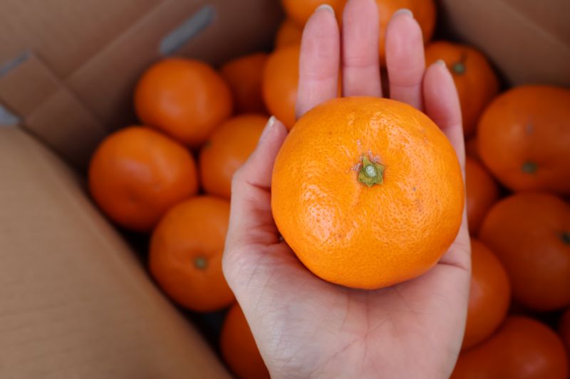 【ふるさと納税】【平武農園より農家直送！】 有田みかん Lサイズ 秀品 選べる 内容量 2kg ～ 10kg ミカン 柑橘 フルーツ 温州みかん 濃い 甘さ 酸味 濃厚 農家直送 こだわり 和歌山 有田 田口みかん 田口地区 和歌山県 湯浅町 送料無料 サムネイル3