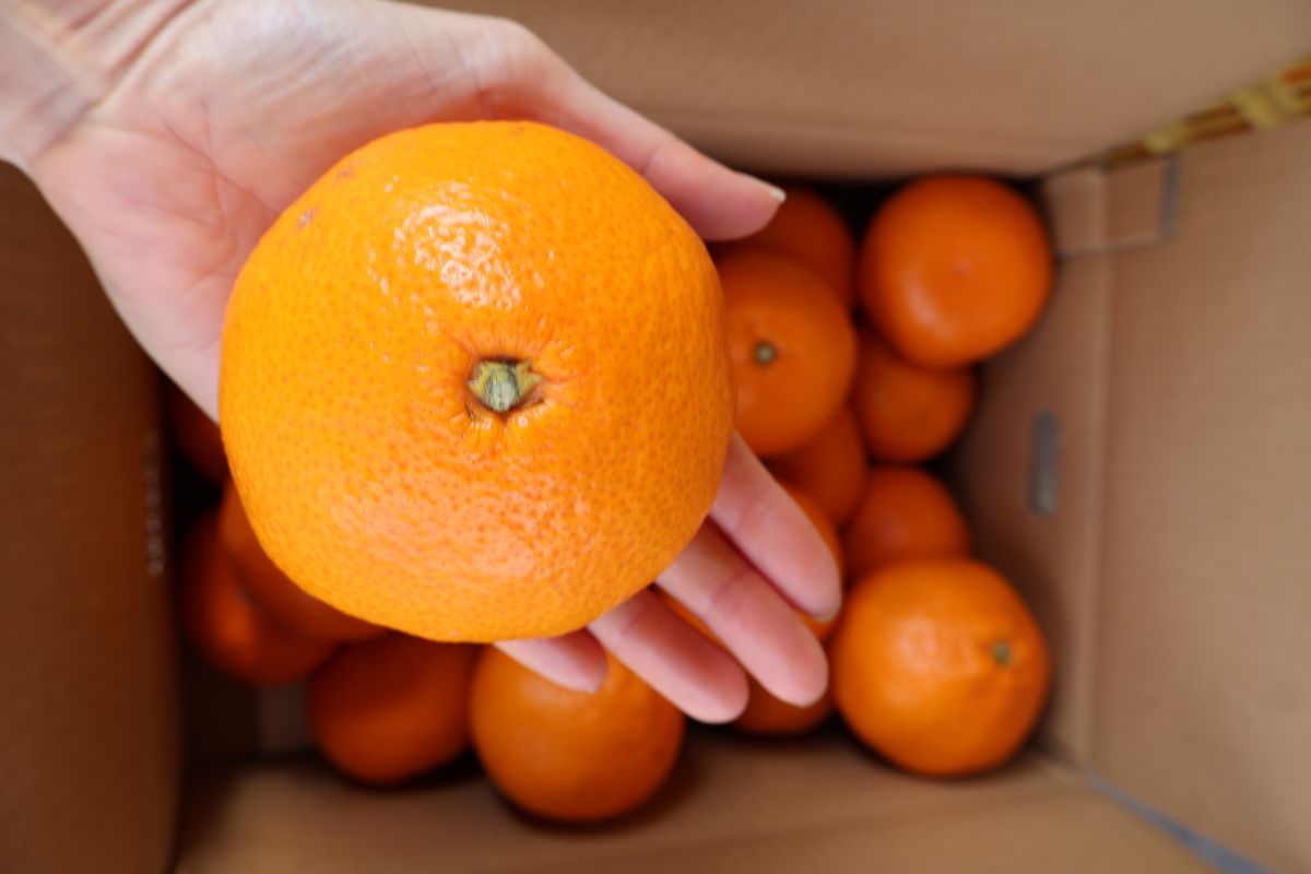 【ふるさと納税】【限定】 有田みかん 3Lサイズ 秀品 選べる 内容量 5kg 9kg 超大玉 田口みかん 温州みかん 早生みかん 晩生みかん 有田 みかん フルーツ 果物 果実 柑橘 甘い 国産 食品 食べ物 農家直送 平武農園 お取り寄せ 和歌山県 湯浅町 送料無料 サムネイル3