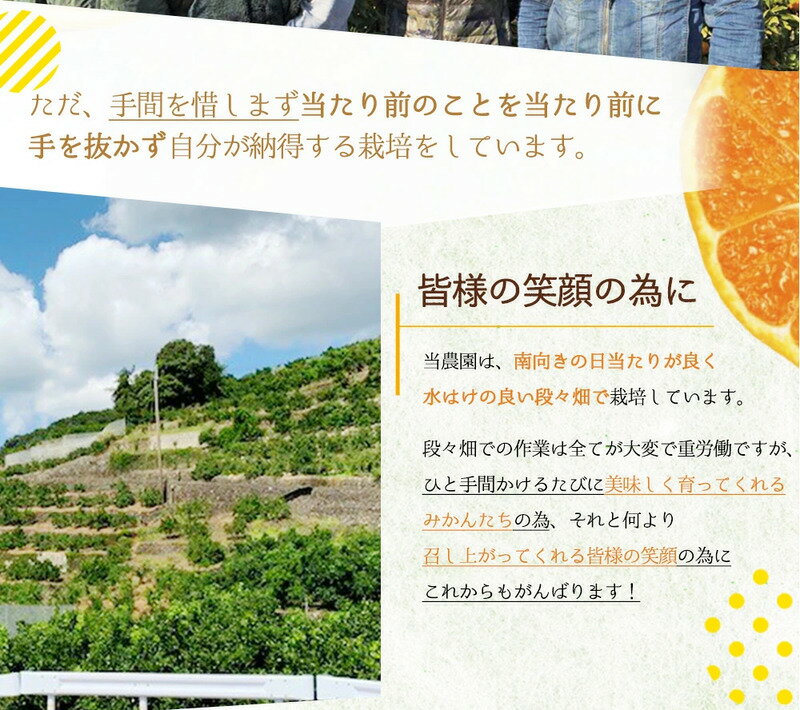 【ふるさと納税】【2026年先行受付】 完熟 せとか 青秀品 9～15玉 化粧箱 【ミカン 春みかん 柑橘】 サムネイル3