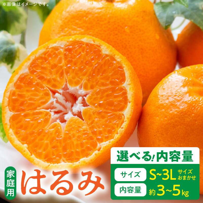 【限定】【2026年先行予約】 ご家庭用 はるみ 和歌山 有田 S～3Lサイズ 大きさお任せ 選べる 内容量 3kg ～ 5kg 和歌山県 湯浅町 送料無料