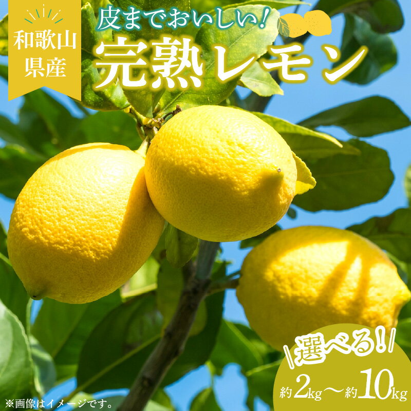 【2026年先行予約】 完熟 レモン 選べる 内容量 約 2kg ～ 10kg 皮まで使用可能 栽培期間中農薬不使用 熟成 香り高い ジューシー 国産 柑橘 フルーツ 果物 果実 お菓子 タルト シロップ ジャム お酒 レモンサワー 果汁 お取り寄せ 和歌山県 湯浅町 送料無料