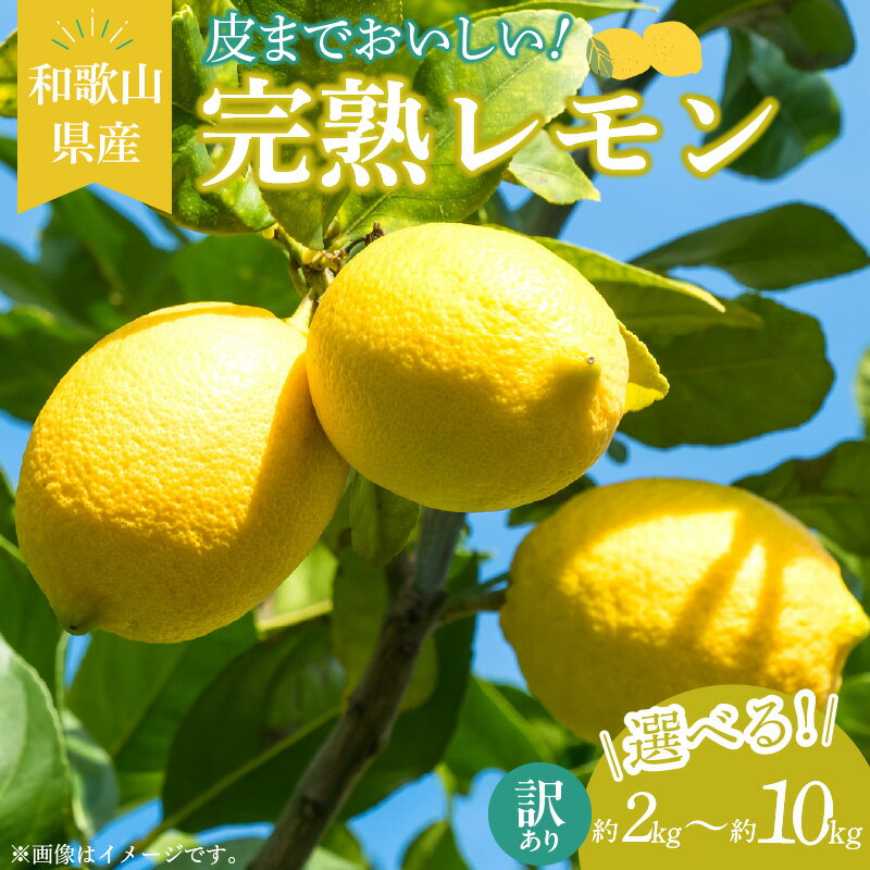 【訳あり・ご家庭用】【2026年先行予約】 完熟 レモン 選べる 内容量 約 2kg ～ 10kg 皮まで使用可能（栽培期間中農薬不使用）