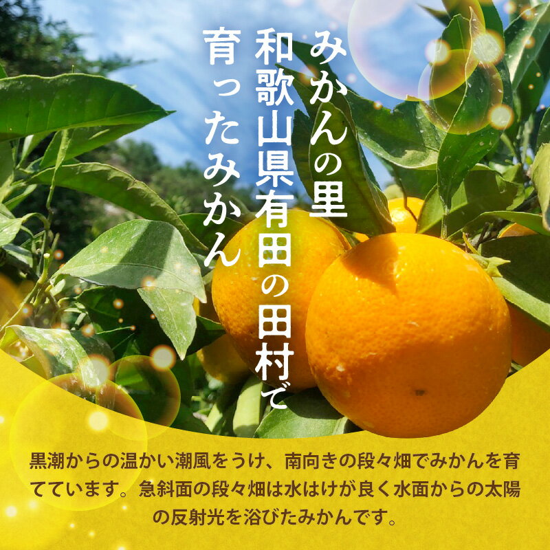 【ふるさと納税】【2025年先行予約】 天の恵み 温州みかん Mサイズ 特選 5kg【ミカン 蜜柑 柑橘 温州みかん 和歌山】 サムネイル3