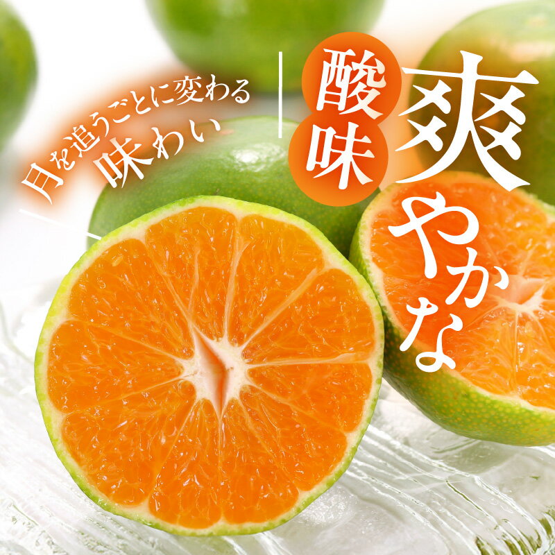 【ふるさと納税】【2025年先行予約】 訳あり みかん 極早生 選べる 内容量 箱込 2.5kg ～ 10kg サイズ ミックス 優品 採れたて ごろごろ規格 有田みかん 新鮮 和歌山県産 フルーツ デザート 和歌山県 湯浅町 お取り寄せ お取り寄せフルーツ みかんの会 送料無料 サムネイル3