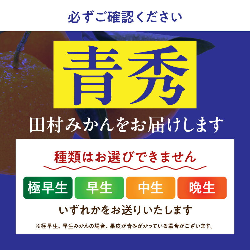 【ふるさと納税】期間限定 田村みかん Mサイズ 5kg 紀州 有田 田村 みかん 柑橘 果物 果実 フルーツ 青秀 ノーワックス 最高級 プレミアム ブランド 濃厚 糖度 紀伊国屋文左衛門本舗 和歌山県 湯浅町 送料無料 サムネイル2