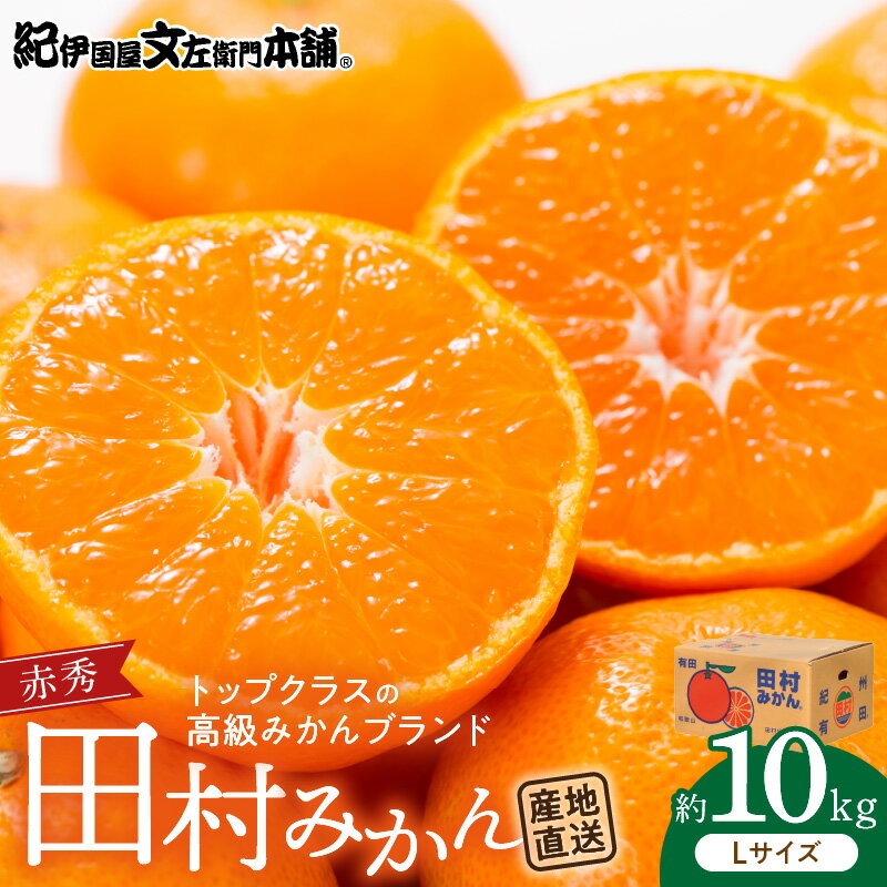 田村みかん／特選ギフト品10kg【Lサイズ】赤秀／紀州和歌山有田郡湯浅町田村地区産／最高級プレミアムブランドの田村ミカン／紀伊国屋文左衛門本舗(お届け日指定不可)