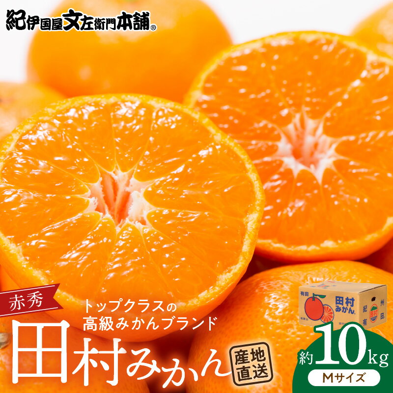期間限定 赤秀 田村みかん 10kg Mサイズ 特選 濃厚 ジューシー みかん 本来 旨さ コク 有田みかん 最高 バランス 甘み 酸味 ブランド フルーツ 果実 果物 柑橘 国産 食べ物 産地直送 紀伊国屋文左衛門本舗 お取り寄せ 和歌山県 湯浅町 送料無料