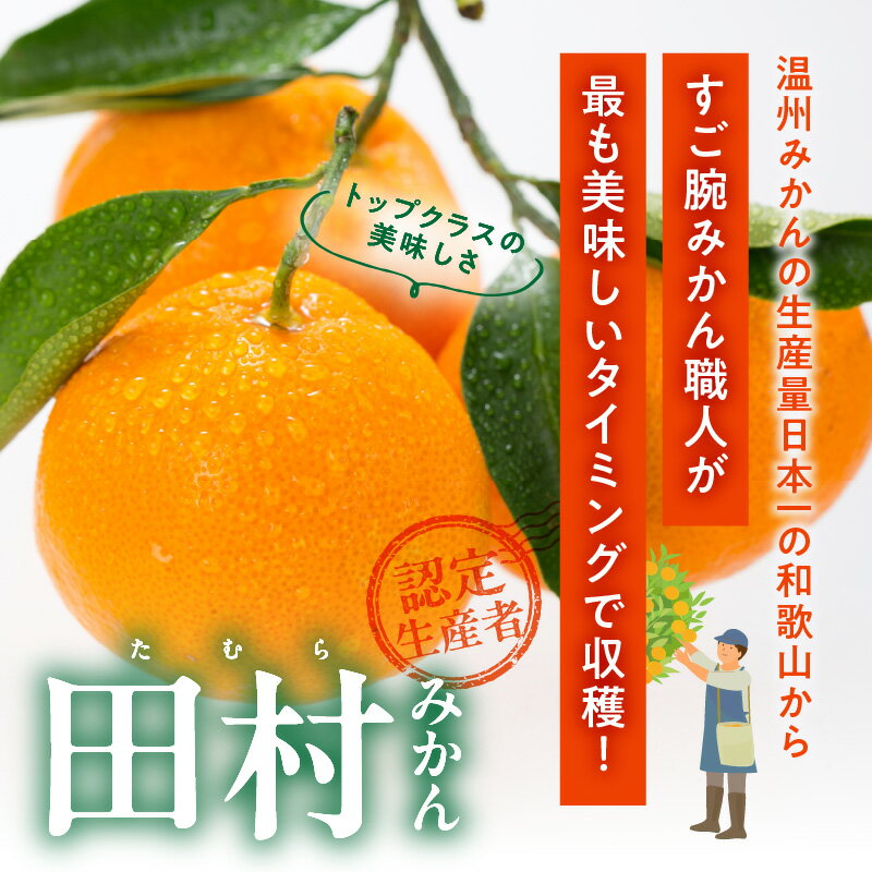 【ふるさと納税】【限定】 田村みかん／特選ギフト品3kg／サイズ指定なし／紀州和歌山有田郡湯浅町田村地区産／最高級プレミアムブランドの田村ミカン／紀伊国屋文左衛門本舗(お届け日指定不可) サムネイル3