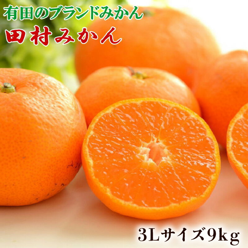【限定】数量限定 田村みかん 約 9kg 3Lサイズ 大玉 等級 混合 国産 ブランドみかん 大玉みかん みかん 柑橘 果物 果実 濃厚 フルーツ デザート 食品 食べ物 お取り寄せ お取り寄せフルーツ 和歌山県 湯浅町 送料無料