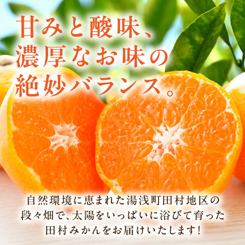 【ふるさと納税】【限定】 田村みかん 約 3kg S ～ L サイズおまかせ 秀品 甘味と酸味のバランス 濃厚 味 有田みかん 田村地区産 ブランド ミカン 高級みかん 贈答用 柑橘 フルーツ 果物 果実 デザート 国産 お取り寄せ 和歌山県 湯浅町 送料無料 サムネイル3