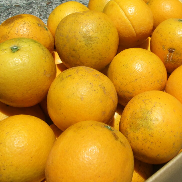 【ふるさと納税】【限定】 ご家庭用 バレンシアオレンジ 約 7kg サイズ混合 秀品 優品 並品 無選別 国産 オレンジ 安心 安全 希少 夏の柑橘 柑橘 果物 果実 フルーツ フレッシュ ほどよい甘さ キレ 夏 産地直送 お取り寄せ お取り寄せフルーツ 和歌山県 湯浅町 送料無料 - 画像3