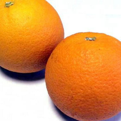 【ふるさと納税】【限定】 有田産(湯浅町)ネーブル 9～15個（約4～5kg) サイズ(おまかせ) サムネイル2