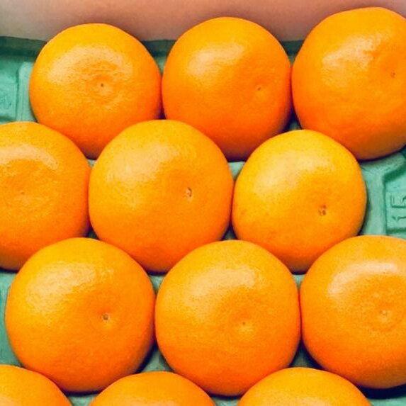 【限定】【2026年先行予約】 湯浅町産 高級せとか 約3kg サイズおまかせ