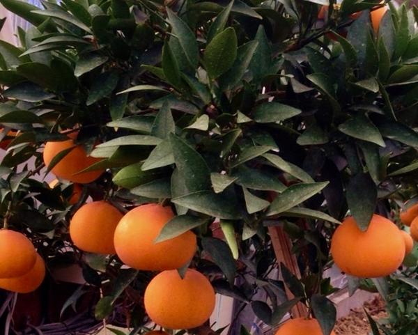 【ふるさと納税】【限定】【2026年先行予約】 湯浅町産 高級せとか 約3kg サイズおまかせ サムネイル2