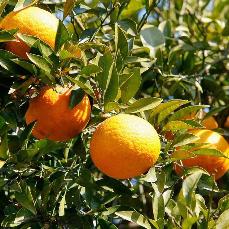 【ふるさと納税】【2026年先行予約】甘夏 秀品 約9～10kg 和歌山県有田産【あまなつ 甘夏 ミカン 夏みかん 蜜柑 柑橘 和歌山】 サムネイル2