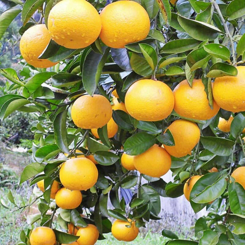 【ふるさと納税】【2026年先行予約】木成り八朔 秀品 約10kg Lサイズ 和歌山県有田産【はっさく ハッサク 八朔 和歌山】 サムネイル2