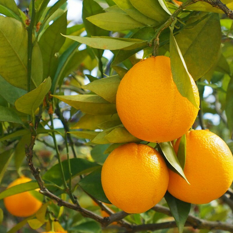 【ふるさと納税】【2026年先行予約】ネーブルオレンジ 秀品 20～30玉 和歌山県有田産【国産 オレンジ ネーブル フルーツ】 サムネイル2