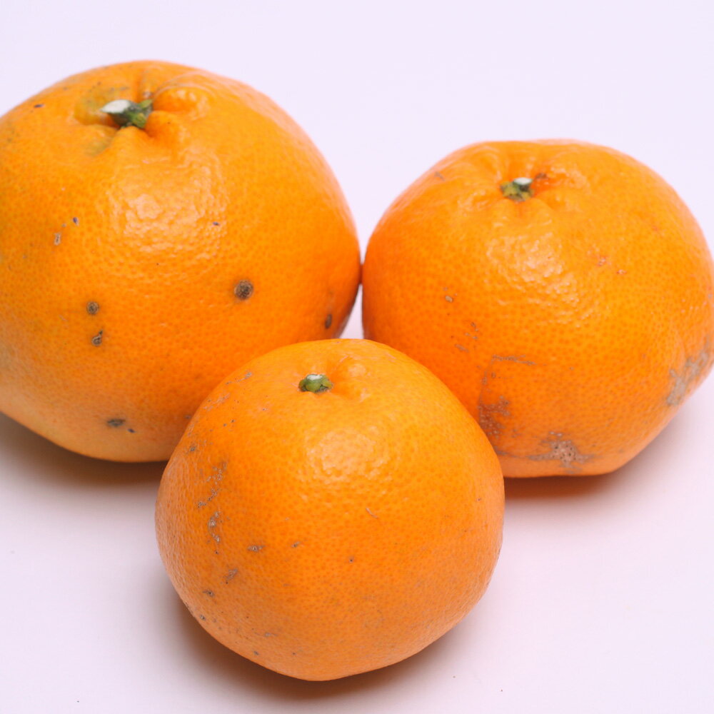 【ふるさと納税】 家庭用 はるみ 光センサー選別 / 訳あり 有田 みかん 柑橘 蜜柑 くだもの 果物 果実 フルーツ 和歌山 1kg 5kg 10kg 5000円 20000円 デコポン の姉妹品種 ※2月上旬～3月下旬頃に順次発送予定 ※北海道・沖縄・離島配送不可 //dekopon サムネイル2