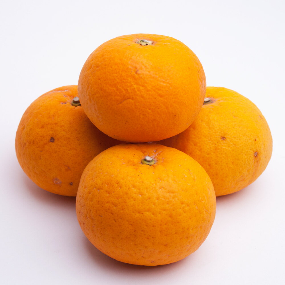 【ふるさと納税】 甘夏柑 厳選 光センサー 選果 / みかん 甘い 高級 柑橘 晩柑 和歌山 有田 ※4月上旬～6月下旬ごろに順次発送予定 ※北海道・沖縄・離島への配送不可 //hassaku サムネイル2