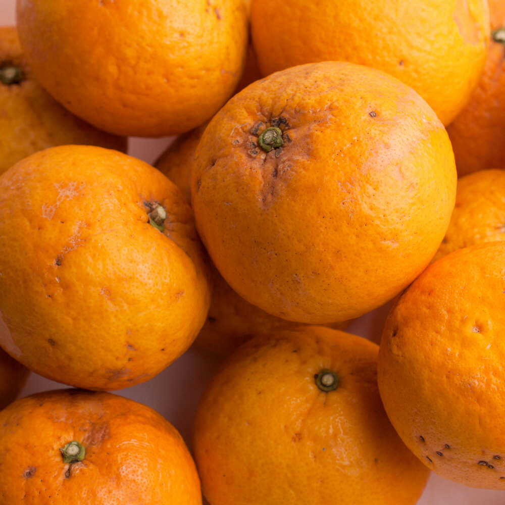 【ふるさと納税】 甘夏柑 家庭用 光センサー 選果 / みかん 甘い 訳あり 柑橘 晩柑 和歌山 有田 ※4月上旬～6月下旬ごろに順次発送予定 ※北海道・沖縄・離島への配送不可 //hassaku サムネイル2