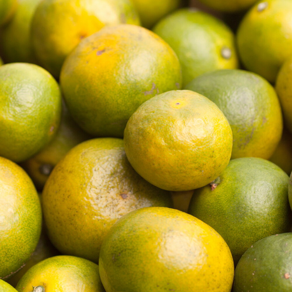 【ふるさと納税】 【先行予約】 家庭用 極早生 有田 みかん ※9月中旬〜11月中旬ごろに順次発送 ※北海道・沖縄・離島への配送不可 / 由良早生 甘い 柑橘 果物 和歌山 //mandarin //goku - 画像3