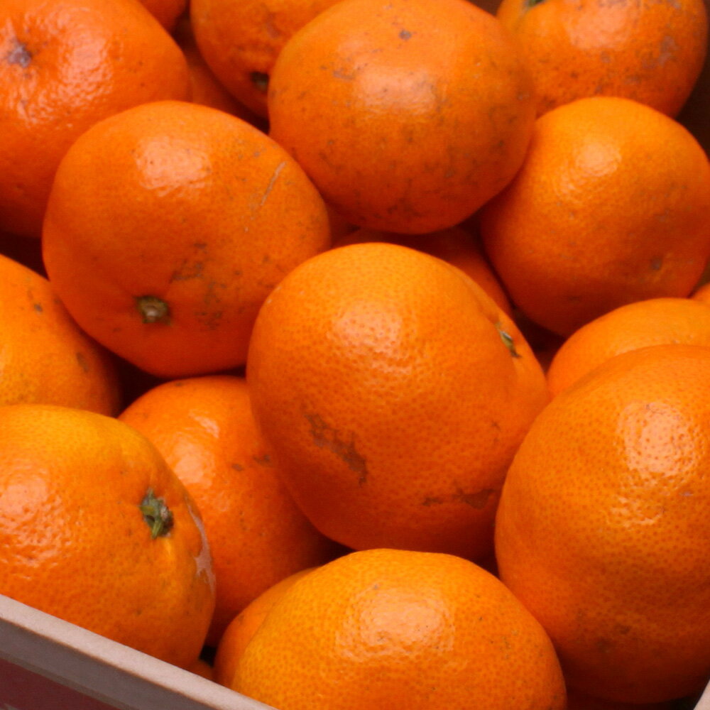 【ふるさと納税】 蔵出 みかん 訳あり 光センサー 選別 / 温州みかん 有田みかん 甘い 家庭用 和歌山 柑橘 ※北海道・沖縄・離島への配送不可 ※2026年1月中旬〜2月下旬頃に順次発送予定 //mandarin サムネイル3