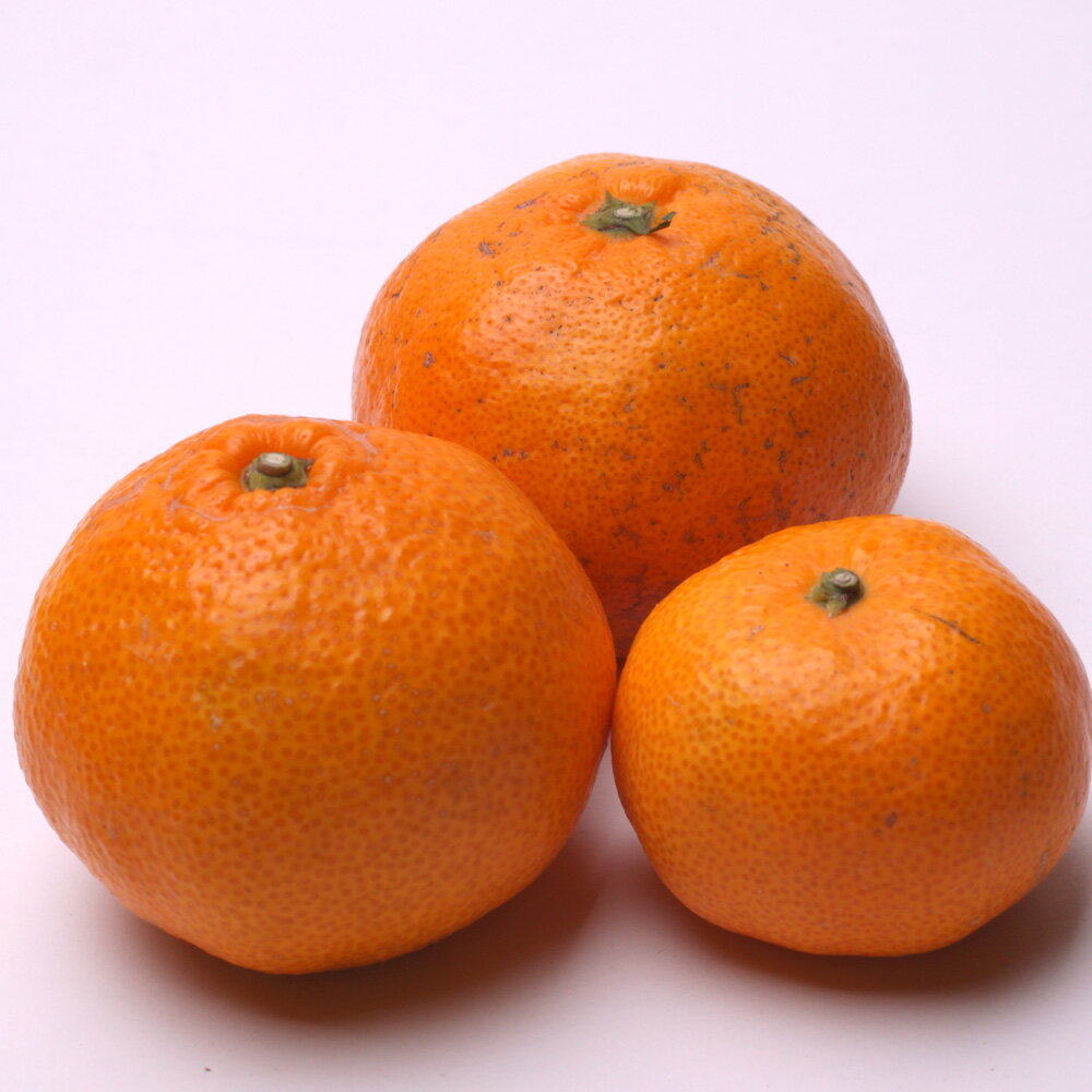 【ふるさと納税】 蔵出 みかん 訳あり 光センサー 選別 / 温州みかん 有田みかん 甘い 家庭用 和歌山 柑橘 ※北海道・沖縄・離島への配送不可 ※2026年1月中旬〜2月下旬頃に順次発送予定 //mandarin サムネイル2