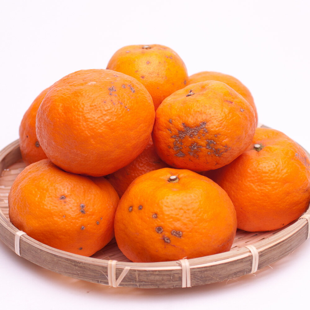 【ふるさと納税】 カラマンダリン 家庭用 / カラ カラオレンジ カラみかん 南津海 なつみ 訳あり 和歌山 有田 柑橘 晩柑 6000円 9000円 3kg 5kg ※4月上旬〜5月順次発送 ※北海道・沖縄・離島への配送不可 サムネイル2